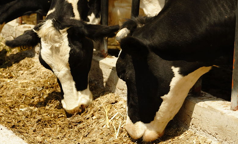 Bird Flu Leaps from Cows to Human in Texas in Rare Case
