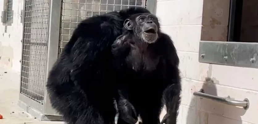 Video: Vanilla the Chimpanzee Experiences the Sky for the First Time After a Life in Captivity