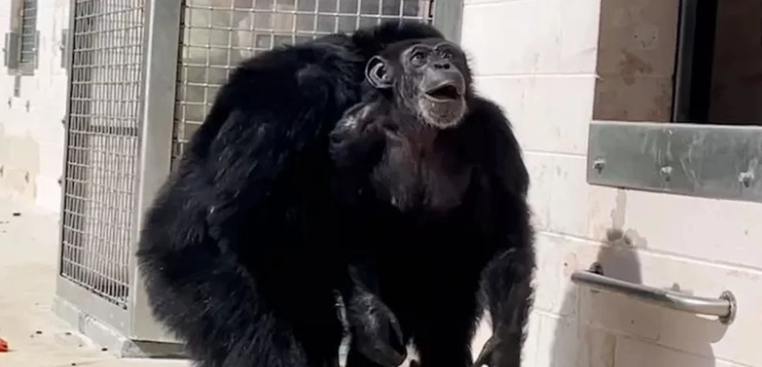 Video: Vanilla the Chimpanzee Experiences the Sky for the First Time After a Life in Captivity