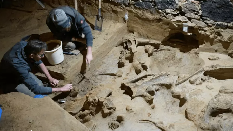 Huge Discovery: 300 Mammoth Bones Found Beneath Austrian Wine Cellar