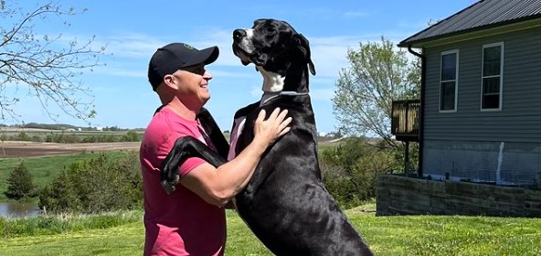 Meet the World’s Largest Dog: Kevin is a Gentle Giant