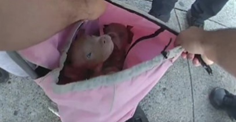 NYPD rescues puppies from woman selling them out of a backpack