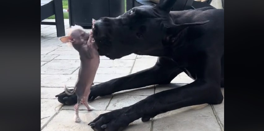 A mismatched pair: Chihuahua lives with Great Dane – the ‘giant’ dog’s reaction wins everyone’s hearts