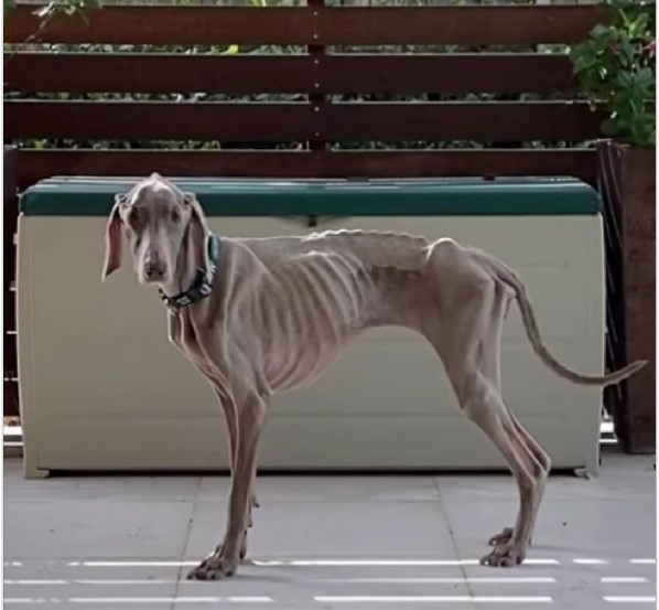 Australian Dog’s Mysterious Illness Baffles Vets