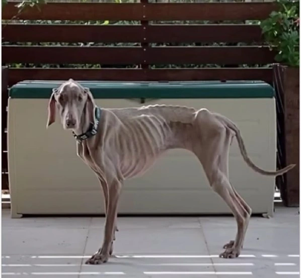 Australian Dog’s Mysterious Illness Baffles Vets