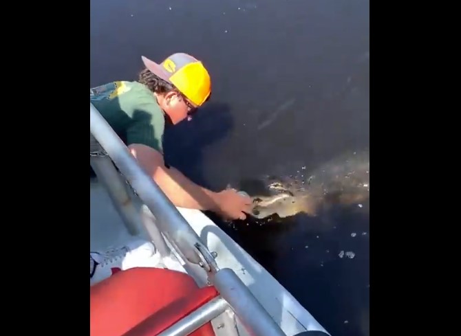 Viral Video Shows Man Using Alligator to Open Beer Can