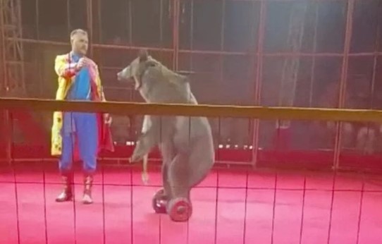 Bear Attacks Trainer During Circus Show in Russia