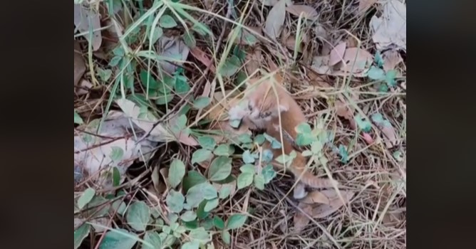 Grandma Makes Shocking Discovery After Picking Up Abandoned Kitten