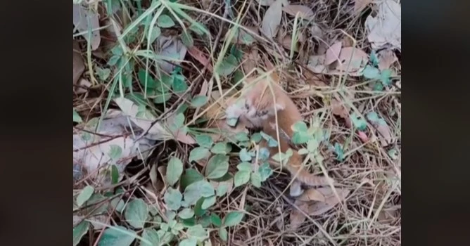 Grandma Makes Shocking Discovery After Picking Up Abandoned Kitten