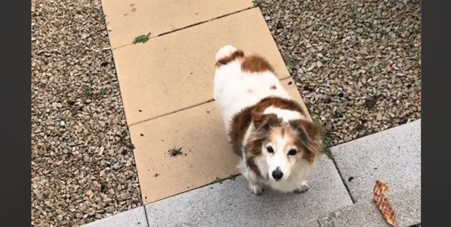 Meet Oscar the Gentle-Dog: Dublin’s TikTok Sensation Captivates Hearts World Wide