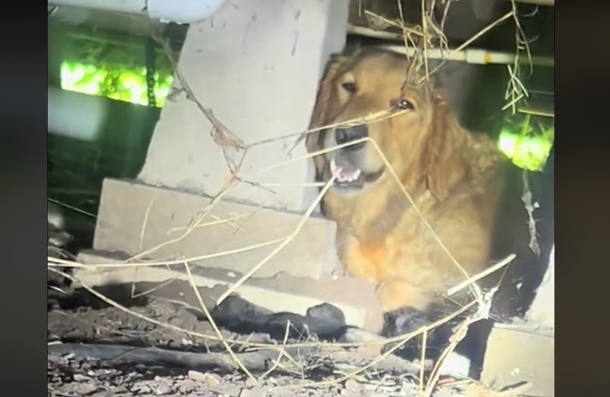 VIDEO: Dog Skeptic Falls in Love After Rescuing Abandoned Pregnant Dog