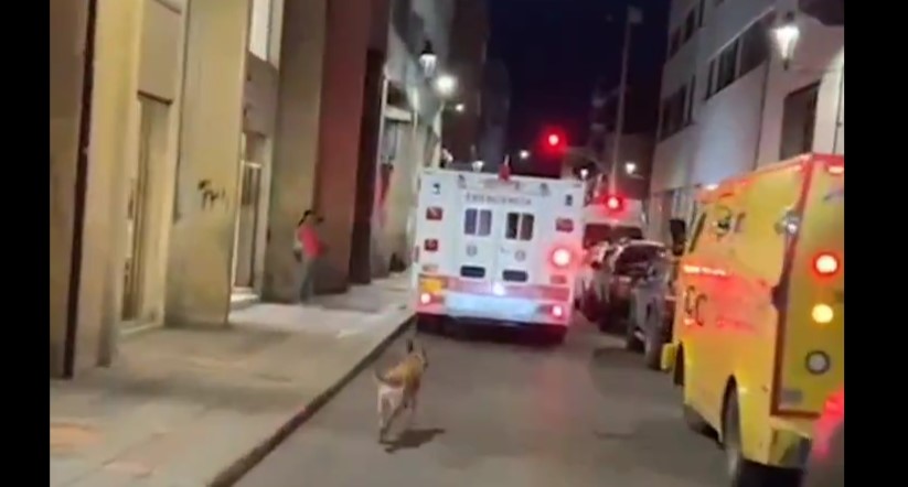 Devoted Dog Chases Ambulance to Stay by His Owner’s Side