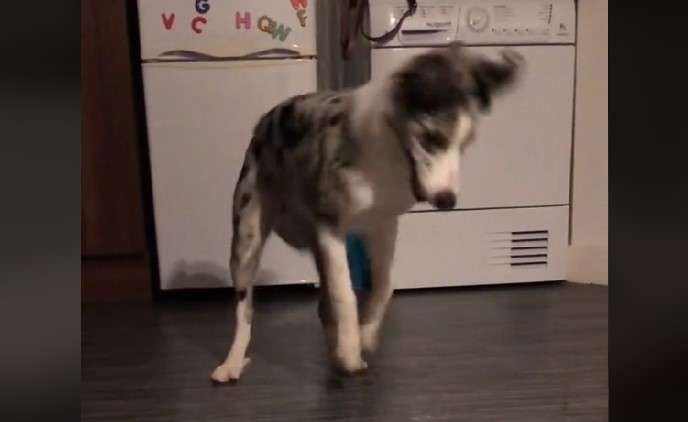 Puppy Becomes a Viral Sensation After Her Hilarious Battle With Water
