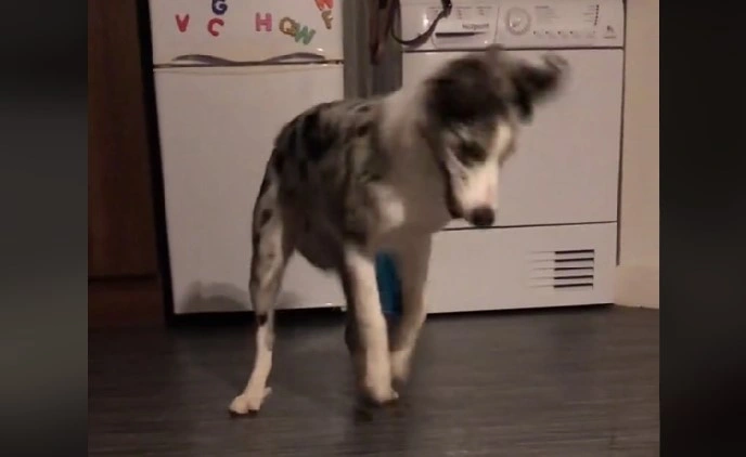 Puppy Becomes a Viral Sensation After Her Hilarious Battle With Water