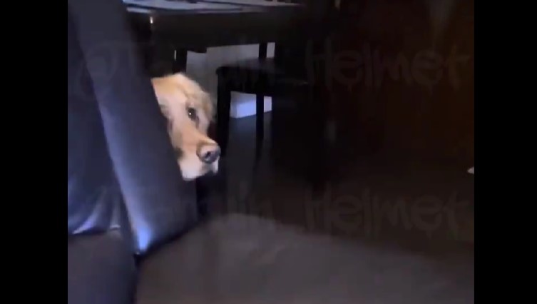 Golden Retriever’s Reaction to Trump’s Debate Sparks Viral Sensation