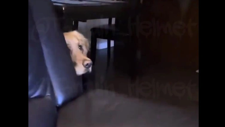 Golden Retriever’s Reaction to Trump’s Debate Sparks Viral Sensation