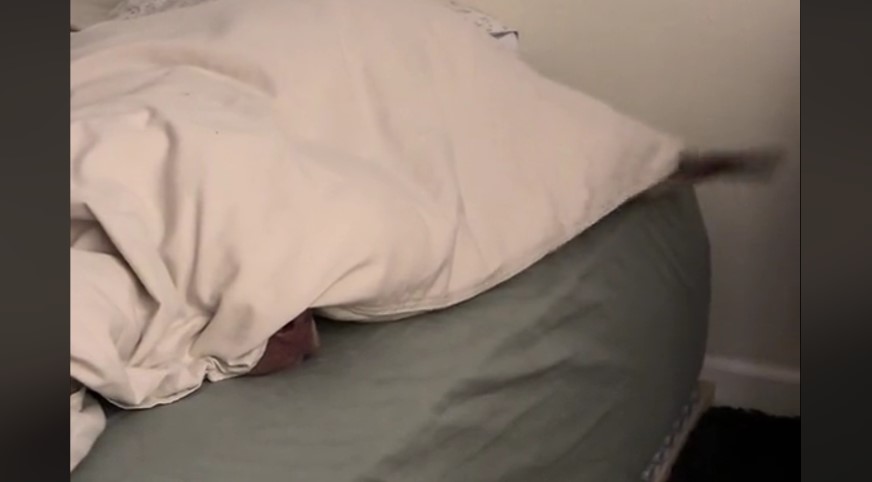 Pitbull-Labrador Mix’s Hide-and-Seek Fail Goes Viral on TikTok