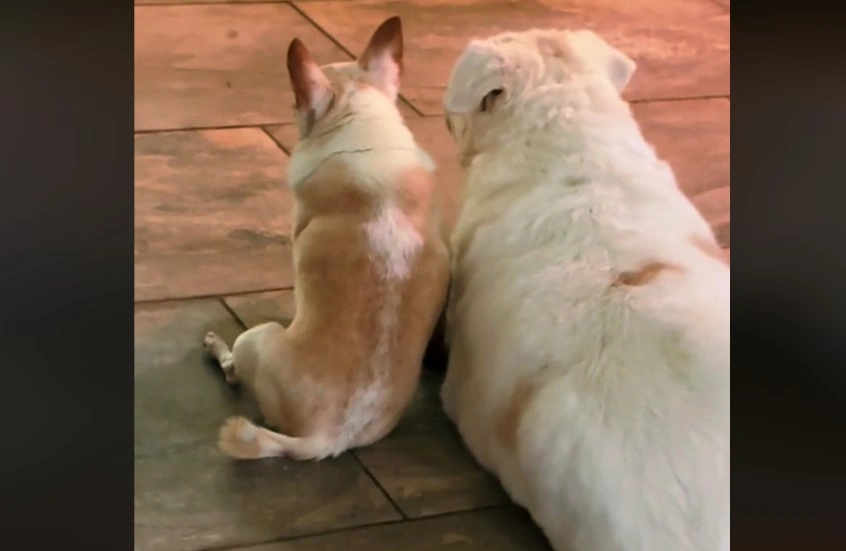 Touching Video Shows Dog’s Awareness of Best Friend’s Declining Health