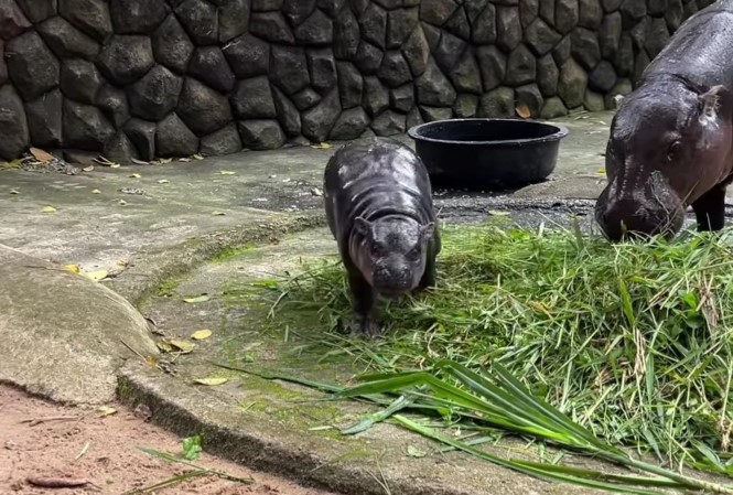 Thai Zoo’s Baby Hippo Boosts Attendance but Raises Safety Red Flags