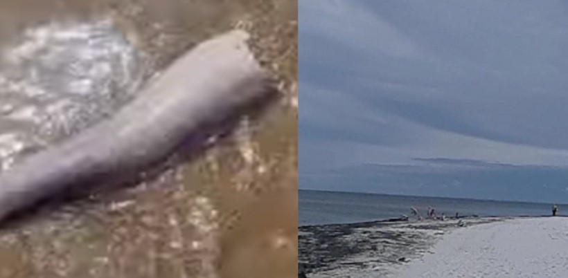5-Foot Whale Penis Found on Danish Beach, Mistaken for Sea Snake