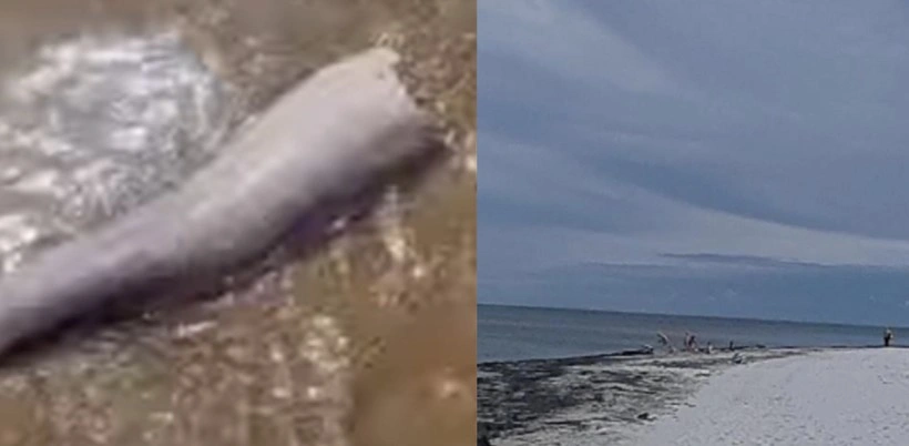 5-Foot Whale Penis Found on Danish Beach, Mistaken for Sea Snake