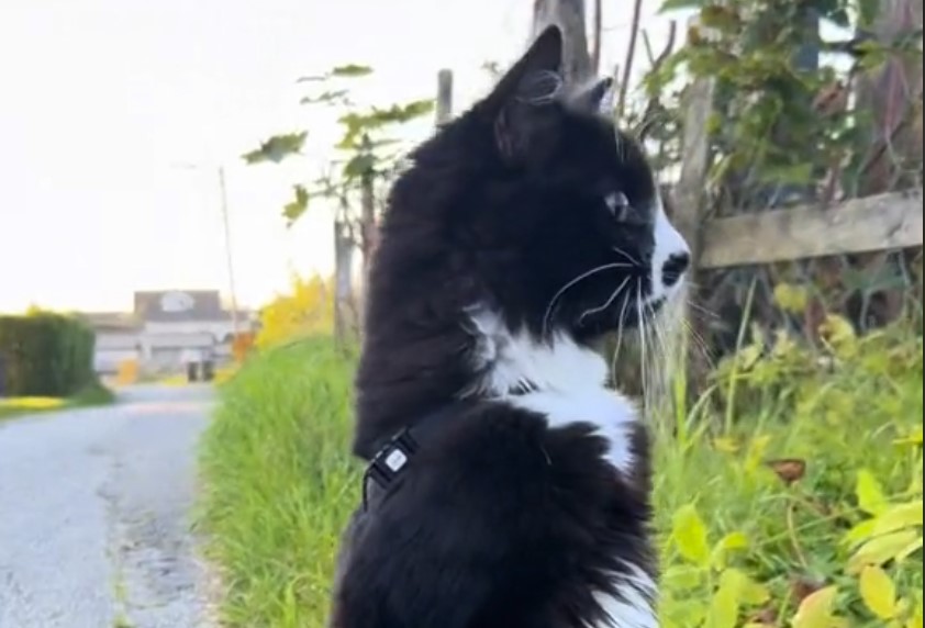 Cat Meets Sheep for the First Time and the Reaction is Priceless