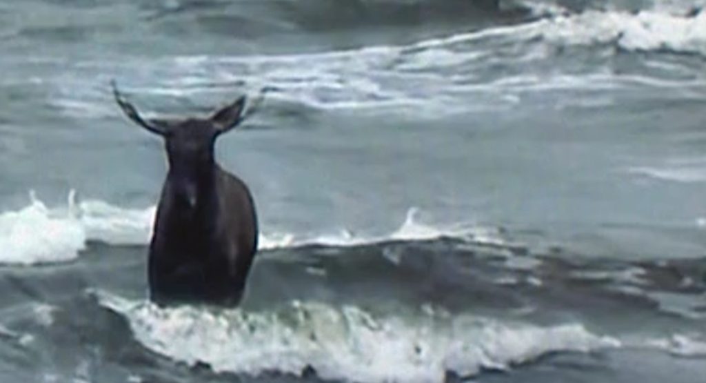 Moose’s Beach Visit Draws Crowds and Criticism from Wildlife Rescuer