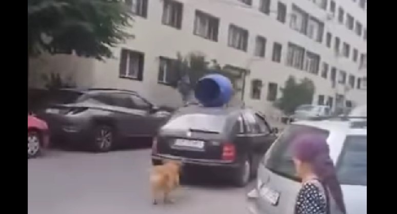 Man Ties Dog to Rear Bumper for a “Walk,” Now Faces Legal Consequences