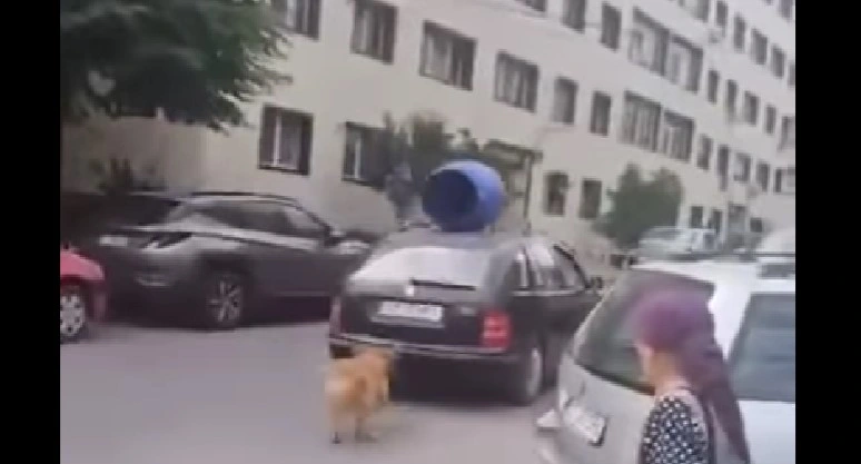 Man Ties Dog to Rear Bumper for a “Walk,” Now Faces Legal Consequences