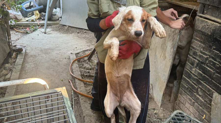 Woman’s Dog Butcher Operation Uncovered in Taiwan: Processed 100 Dogs Annually