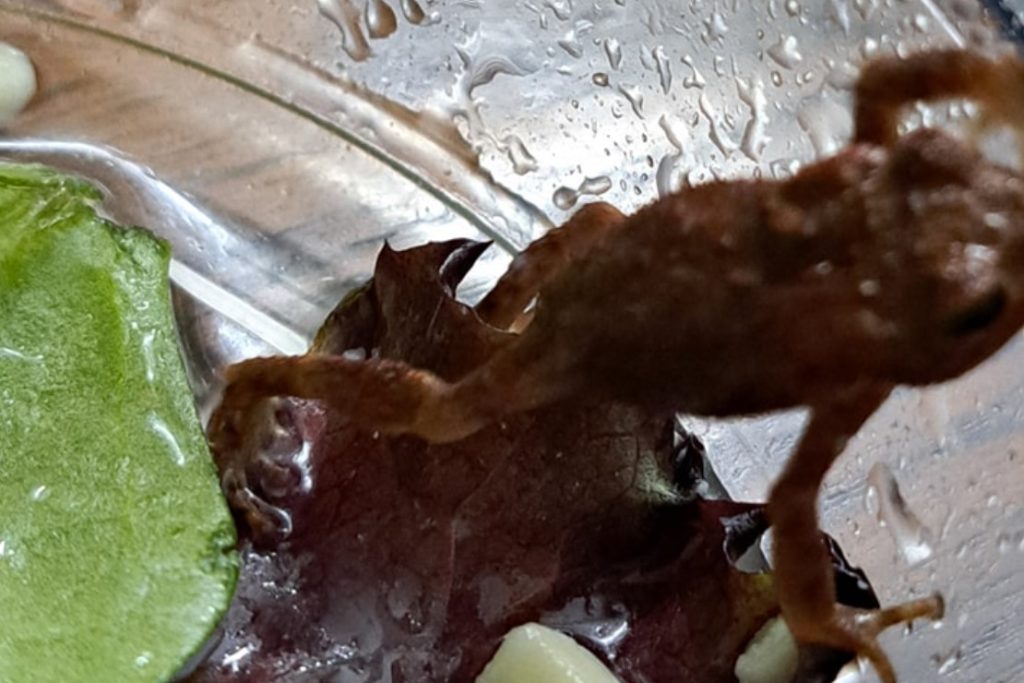 Costumer Discovers Frog in Salad and Reptile Rescue Steps In