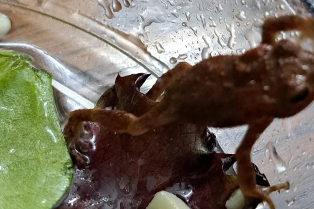Costumer Discovers Frog in Salad and Reptile Rescue Steps In