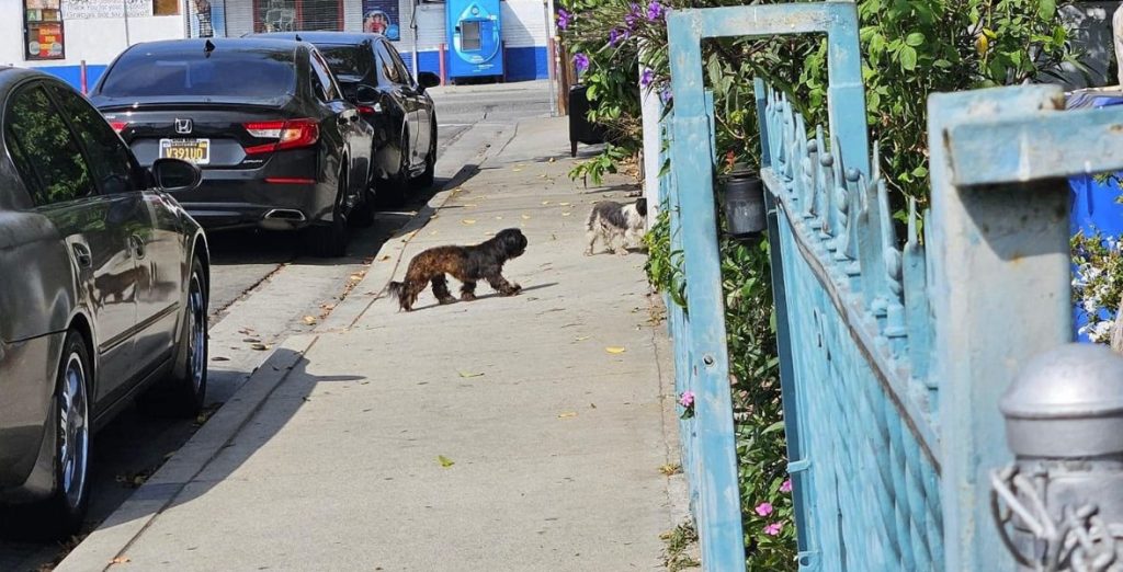 Woman Shares Heartbreaking Rescue Story After Dog is Hit and Discarded