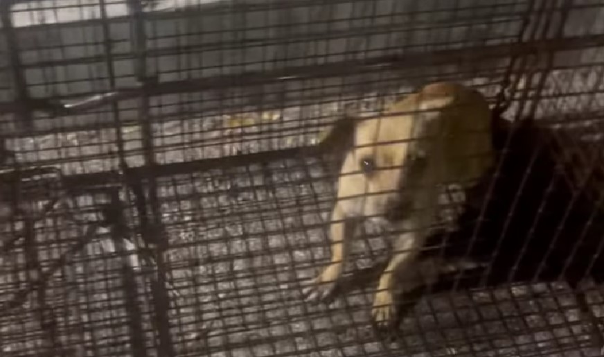 Abandoned Dog Rescued After Two Weeks of Isolation at a Prison