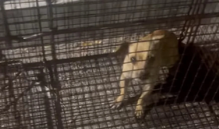Abandoned Dog Rescued After Two Weeks of Isolation at a Prison