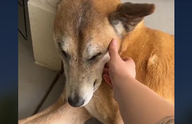 Dog Returns to Shelter Again Before DNA Test Reveals Truth About His Breed