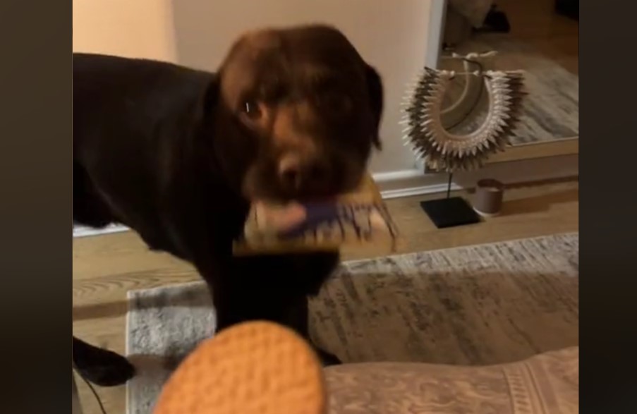 Snack Swap Fails as Labrador Stages a Snack Heist