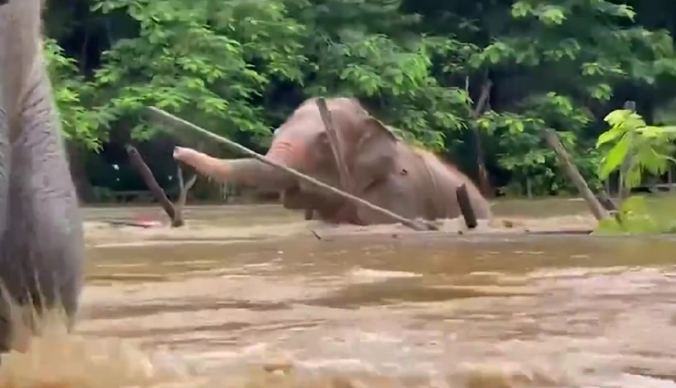 Over 100 Elephants Evacuated from Sanctuary in Northern Thailand After Severe Flooding