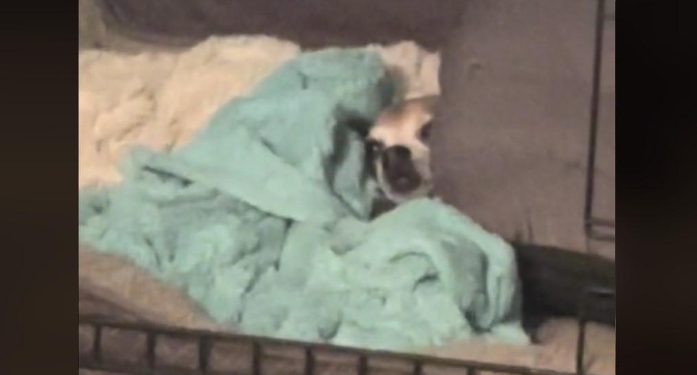 Lazy Chihuahua’s Minimalist Barking Style Makes People Laugh