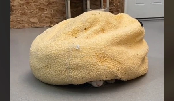 The Adorable Tale of Theodore: The Shy Cat Who Identifies as a Turtle