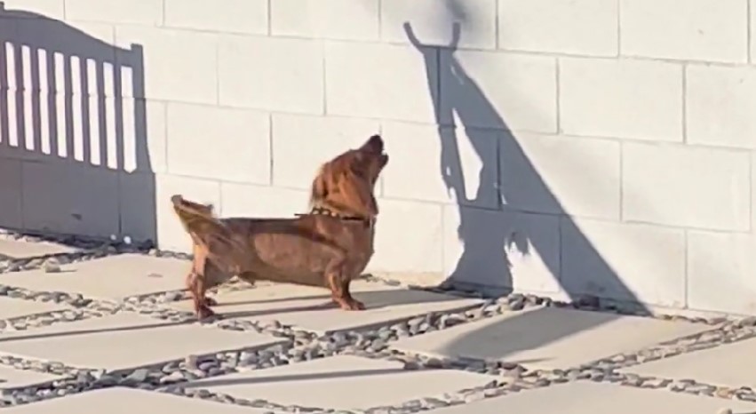 Confused Dachshund Goes Crazy Over Mysterious Wall Shadow