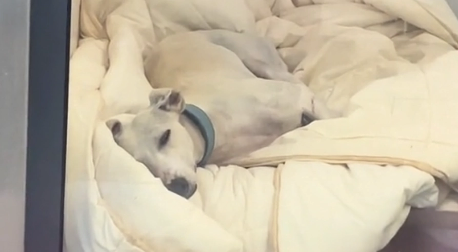 Casper Ate Rocks to Survive — Now He’s Losing Hope in the Shelter