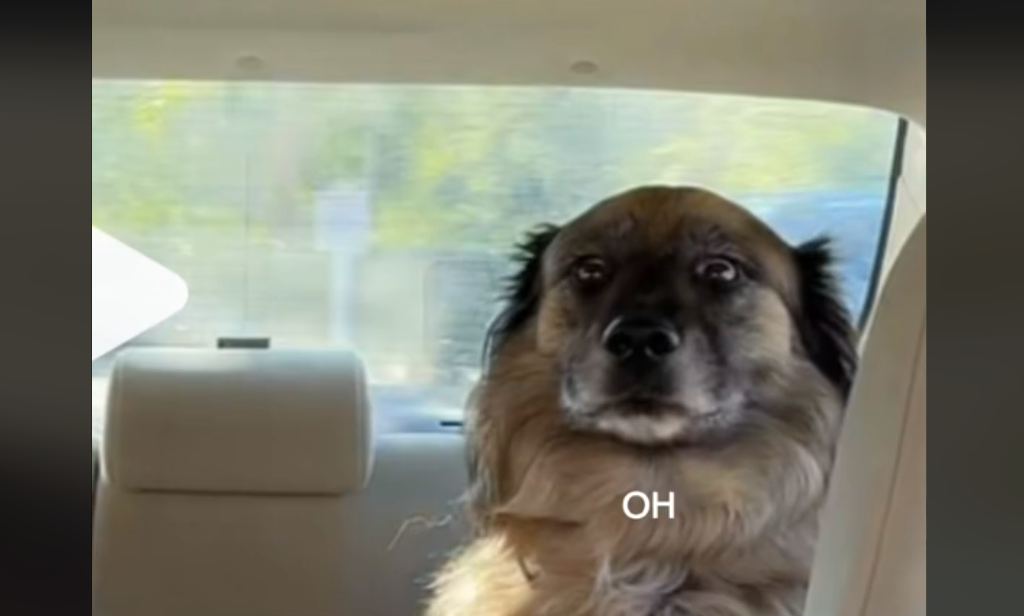 Owner Captures Moment Dog’s Joyful Ride Turns Sour After Realizing It’s a Vet Visit