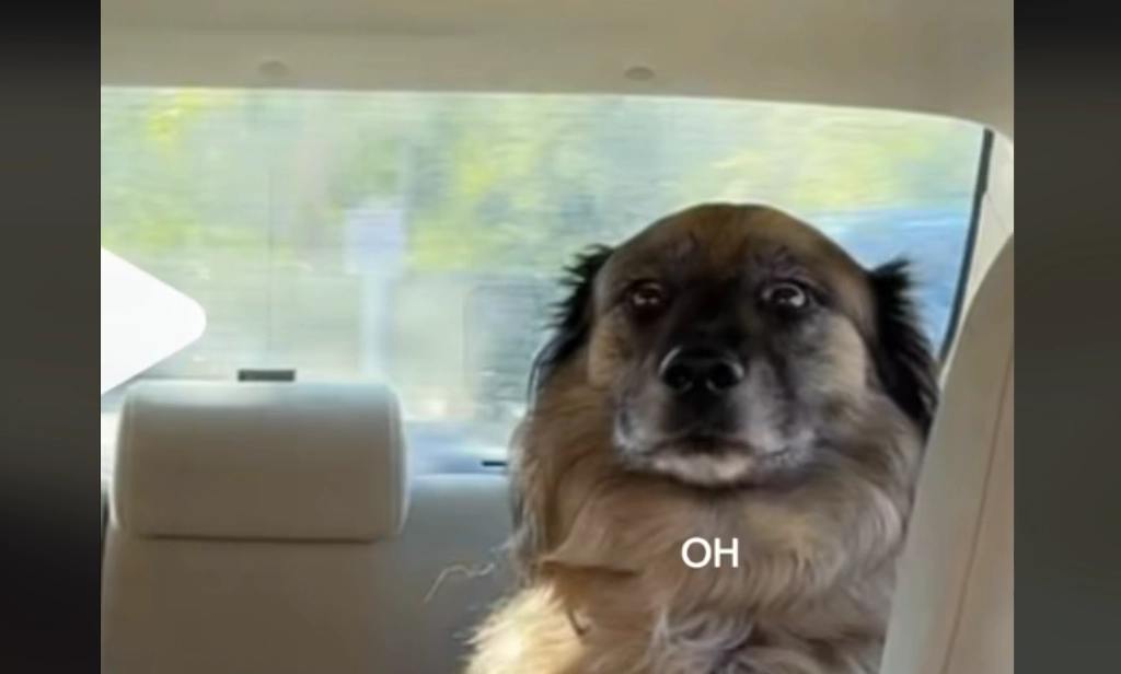Owner Captures Moment Dog’s Joyful Ride Turns Sour After Realizing It’s a Vet Visit