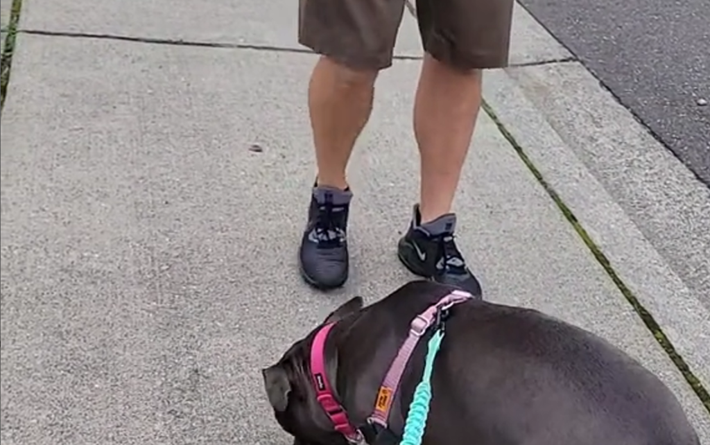 VIDEO: Pitbull Ruby Chases the Mailman, but It’s All About the Snacks