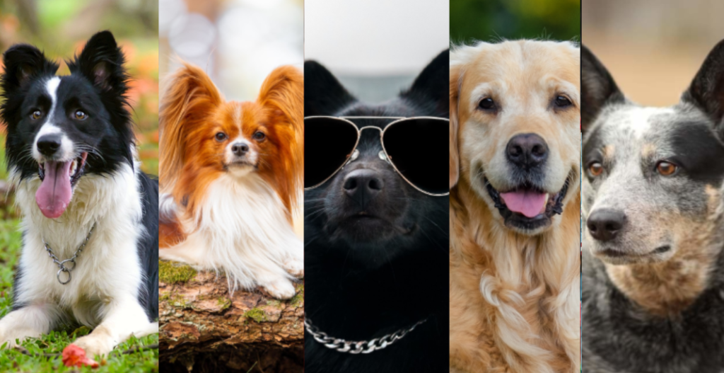 The 15 Smartest Dog Breeds: Is Yours on the List?