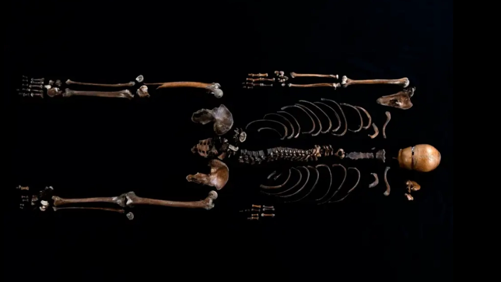 800-Year-Old Saga Verified by Science: Castle Skeleton Matches Legend’s Story