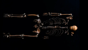 800-Year-Old Saga Verified by Science: Castle Skeleton Matches Legend’s Story