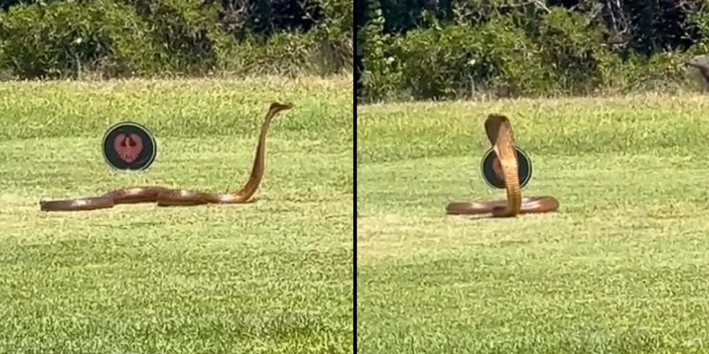 Terrifying encounter: Cobra on golf course captured