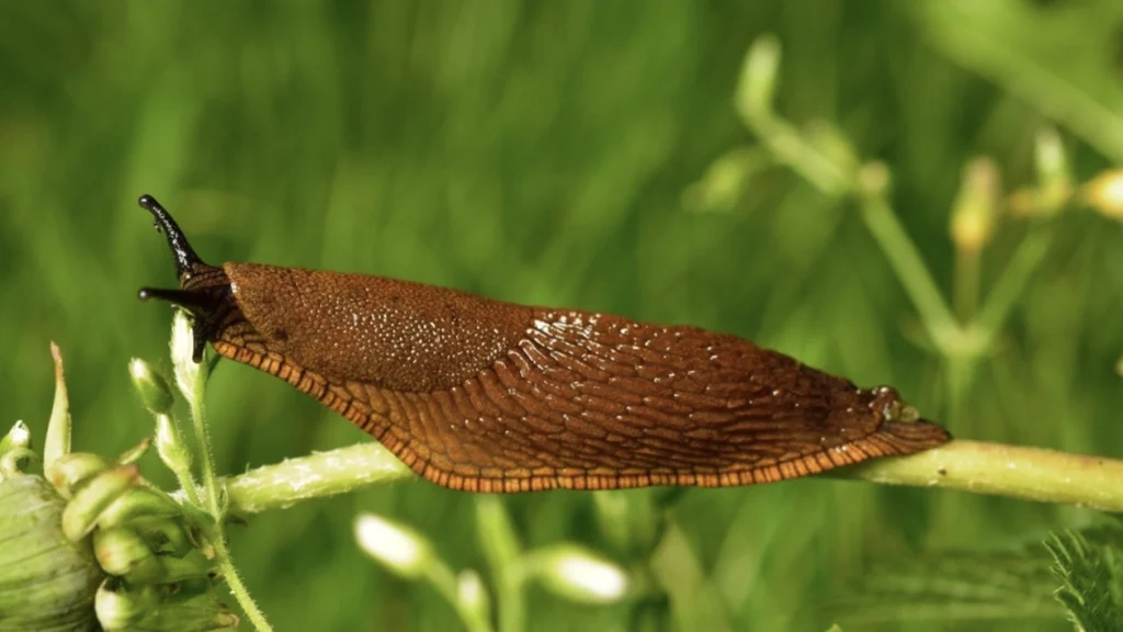 Snail Control in Spring: How to Protect Your Plants from These Slimy Pests